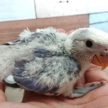 どうなりますかね～？？　コザクラインコ（バイオレットオパーリン