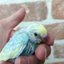 虹色がキレイです！セキセイインコ（レインボーパイド）～