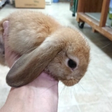やはり良いですねぇ～　ロップイヤーしかもオレンジです！