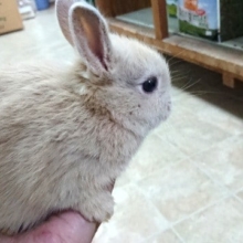 お腹のたぷたぷ、可愛いです☆　ドワーフラビット～