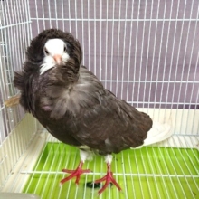 珍！ジャコビン鳩！！　首の巻物がｽﾃｷです～　