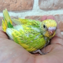 華やか！鮮やかなセキセイインコ（スパングル）になります！