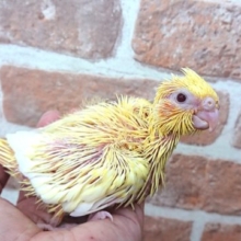 まだつんつんのヒナさんですっ　オカメインコ（ルチノー）です♪