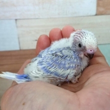 安定の人気です！セキセイインコ（スパングル）～～