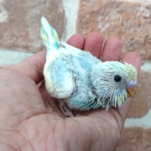 キレイですよっ！　セキセイインコ（レインボーパイド）
