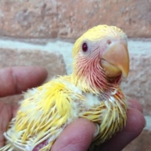 物怖じしません！！小桜インコ（ゴールデンルチノー）～～