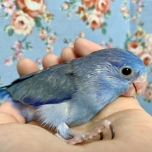 手乗りマメルリハ コバルト  男の子  6月23日