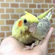 手乗りオカメインコ  シナモンパールパイド  6月11日