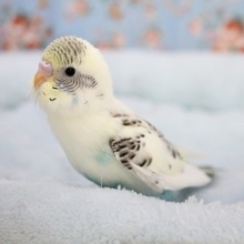 毎回人気です！セキセイインコのレアカラー 2020.6/10撮影