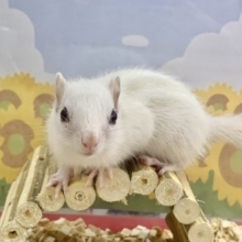 ホワイトシマリス  男の子  真っ白！