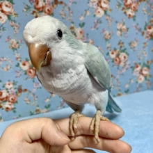 手乗りオキナインコ  パステルホワイト  6月14日
