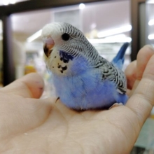 人気種！ジャンボセキセイインコ その2 2020年06月28日