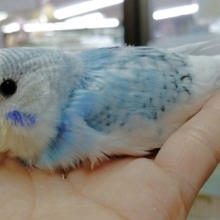 人気種！ジャンボセキセイインコ その１ 2020年06月28日