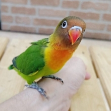 このフェイスがマニアック！キエリボタンインコ 2020年07月07日