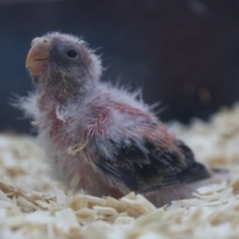 ムチムチ～　ローズアキクサインコ 2020年06月04日撮影