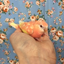 アキクサインコ（ルビノー）　２０２０年４月生まれ