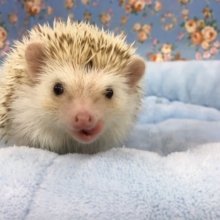 ヨツユビハリネズミ（シナモンパイド）男の子　２０２０年４月生まれ