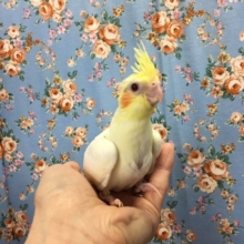 オカメインコ（ルチノー）２０２０年５月生まれ