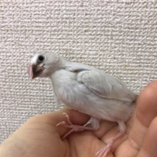 ちょっと育ったシルバー文鳥がいます！