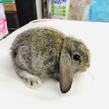 今大人気のロップイヤーラビット女の子　
