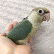 レアカラー　ウロコメキシコ（ブルーシナモン）