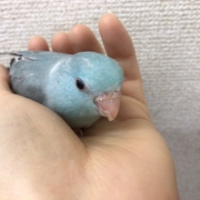 マニアックカラー　マメルリハ・ブルーパイド