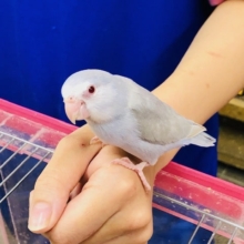 最新動画あり！激レアカラー！！　マメルリハインコ　モーブライラックファロー女の子馴れてます。