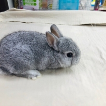 人気のミニウサギ　入舎しております。