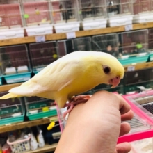 最新画像！！キレイなコです！サザナミインコ（クリーム）ヒナ餌卒業しました。