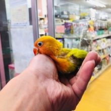 とても綺麗なカラー　山吹ボタン　ヒナ入舎