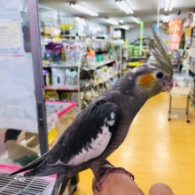 頭だけパイドカラーのオカメインコ　ノーマル　ヒナ
