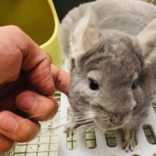 カキカキＯＫのチンチラ　バイオレッド　男の子