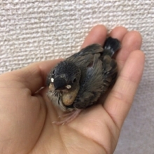桜文鳥　ヒナ　入荷しました！
