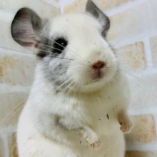安心サイズのチンチラ(パイド)さん♪