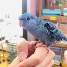 馴れてるよ！！サザナミインコ　ブルー　ヒナ餌卒業しました。