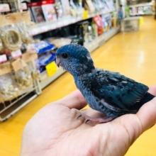 綺麗なブルー　サザナミインコ　ヒナ入舎！！