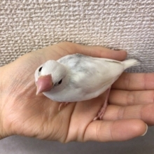 ちょっと育った白文鳥もいます！