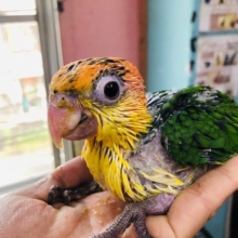 人気のシロハラインコ　ヒナ　入舎！！