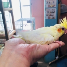 人気のオカメインコ　ルチノー　ヒナ　