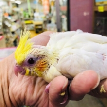 お目目が大きい　オカメインコルチノー　ヒナ　