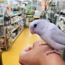 激レア　カラーのマメルリハインコ　ヨーロピアンダイリュートコバルト
