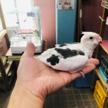 白勝ちのオカメインコホワイトフェイスパイド　ヒナ入舎！！