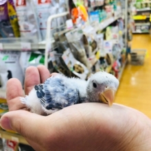 レアカラー　コザクラインコ　ヴァイオレッドオパーリン　ヒナ