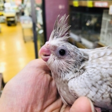 久しぶりオカメインコホワイトフェイスシナモンパール　ヒナ