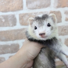 明るくやんちゃ！ピーターソンフェレット・男の子！