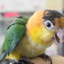 ハラホロヒレハレ～ シロハラインコがやって来ました!!