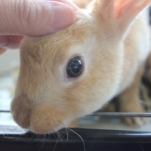 元気に大きくなりました☆レッキスラビットおすすめです！！