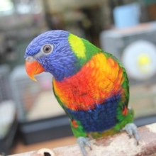 どや顔がステキ！！ゴシキセイガイインコちゃん♪
