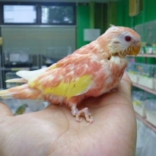 アキクサインコ　ルビノー　２０２０年６月生まれ　　