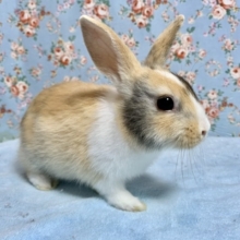 ミニウサギ  〜3色〜  7月15日